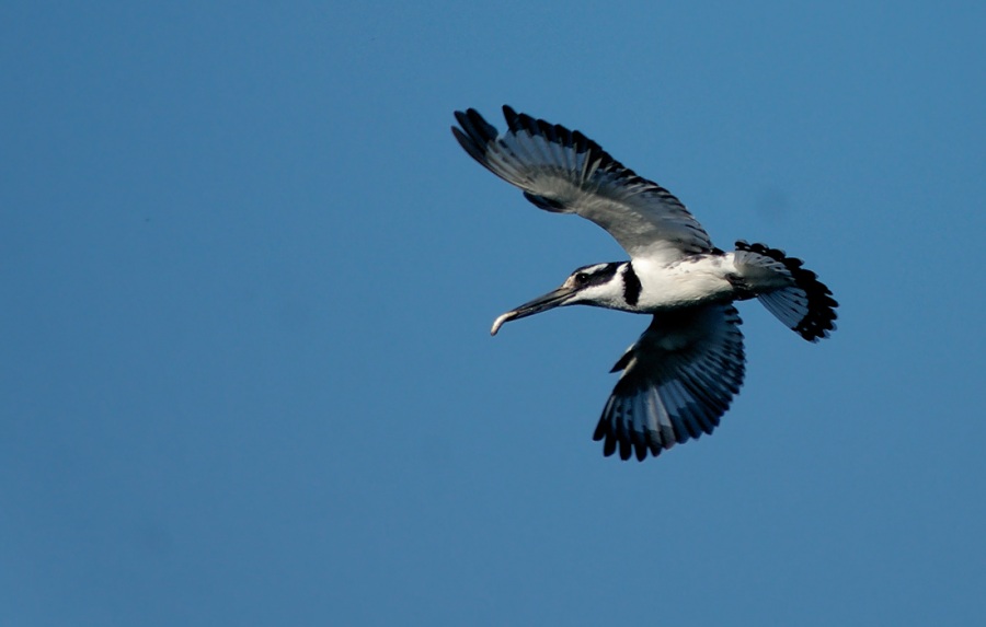 Alaca yalıçapkını
