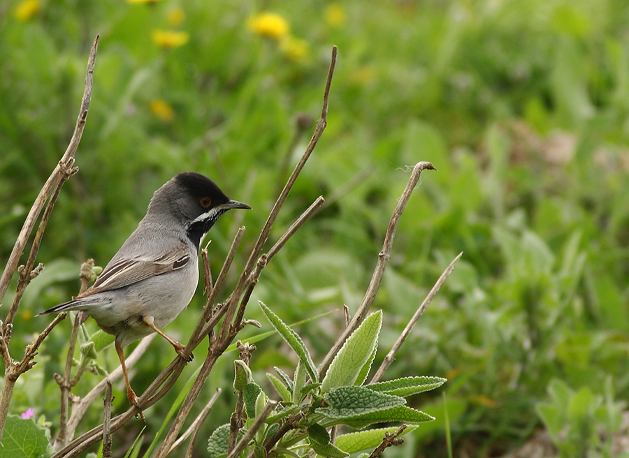 Karaboğazlı ötleğen