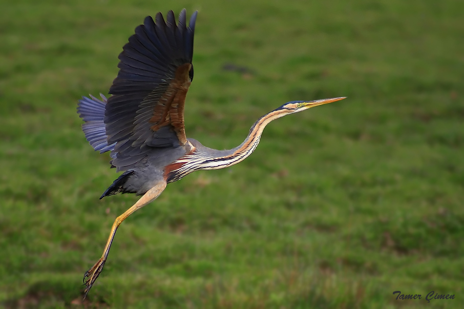 Erguvani balıkçıl