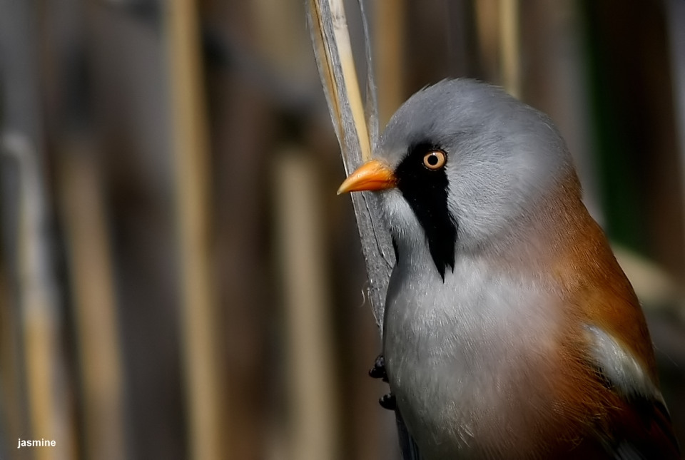 Bıyıklı baştankara