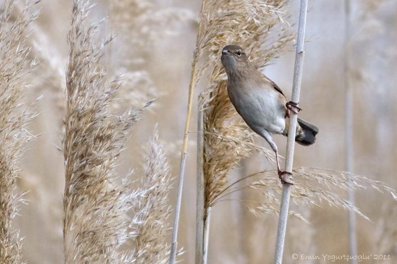 Ağaç kamışçını