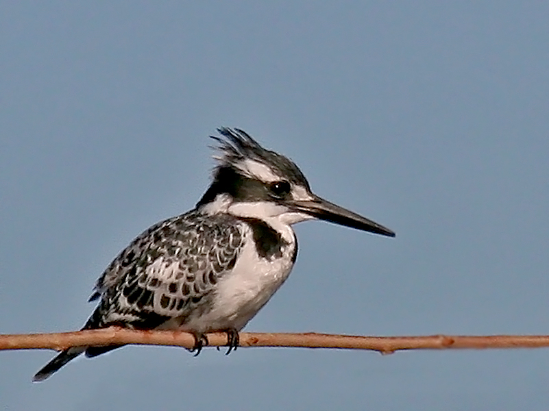 Alaca yalıçapkını