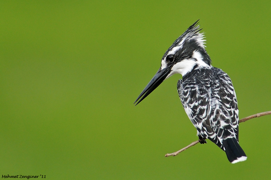 Alaca yalıçapkını