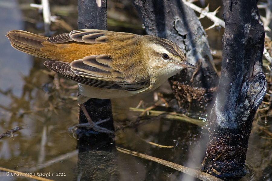 Kındıra kamışçını
