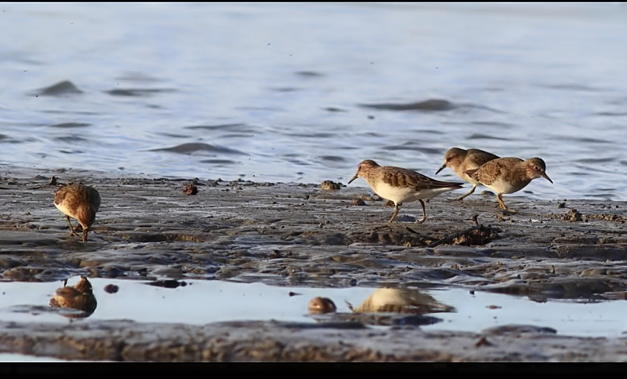 Sarıbacaklı kumkuşu
