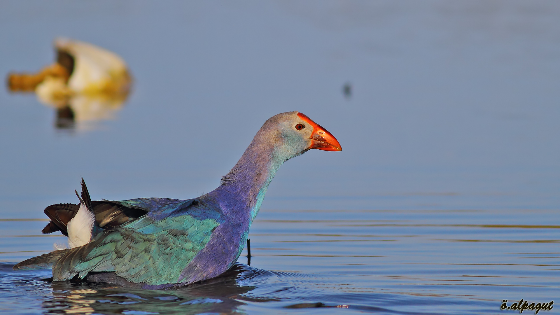 Sazhorozu » Purple Swamphen » Porphyrio porphyrio