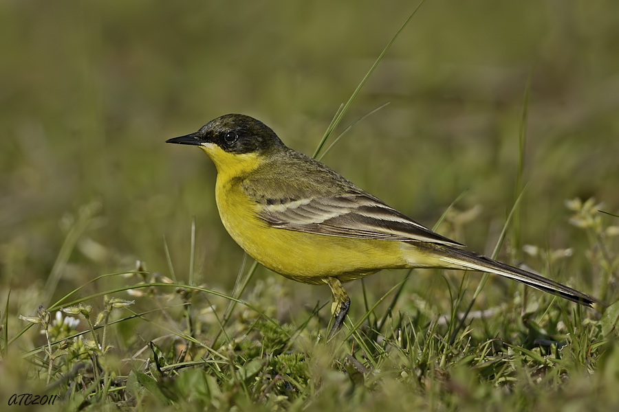 Sarı kuyruksallayan