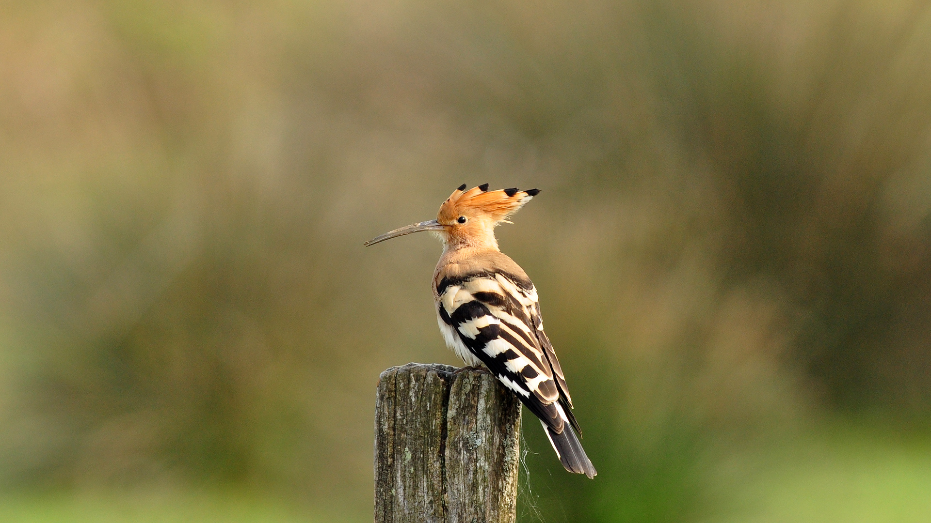 İbibik » Eurasian Hoopoe » Upupa epops