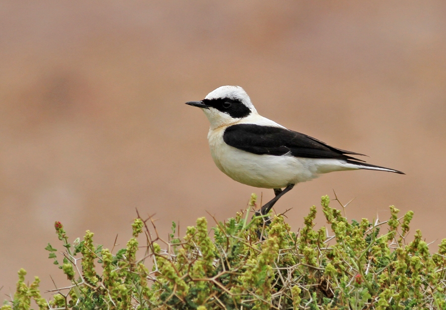 Karakulaklı kuyrukkakan