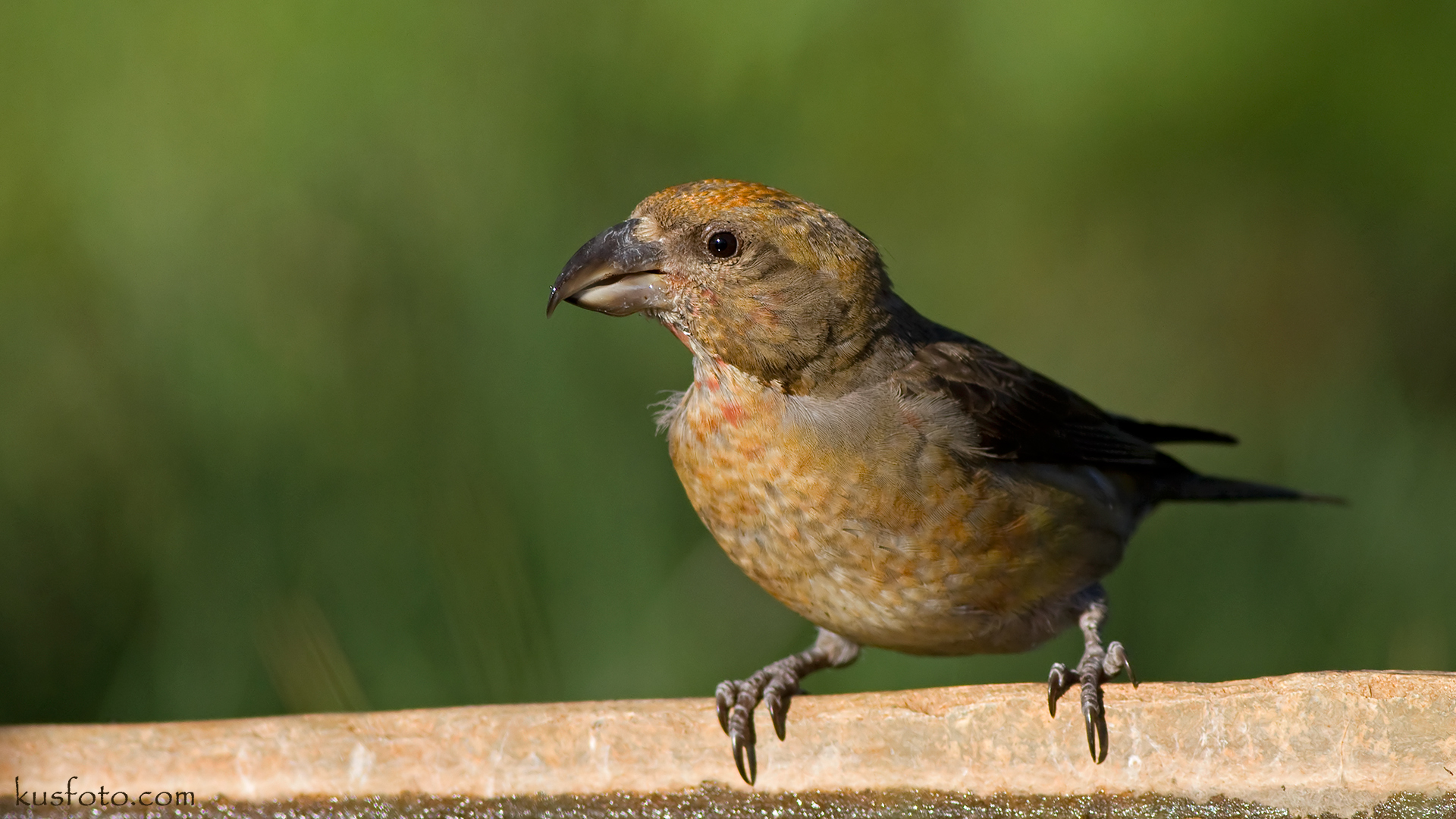 Çaprazgaga » Red Crossbill » Loxia curvirostra