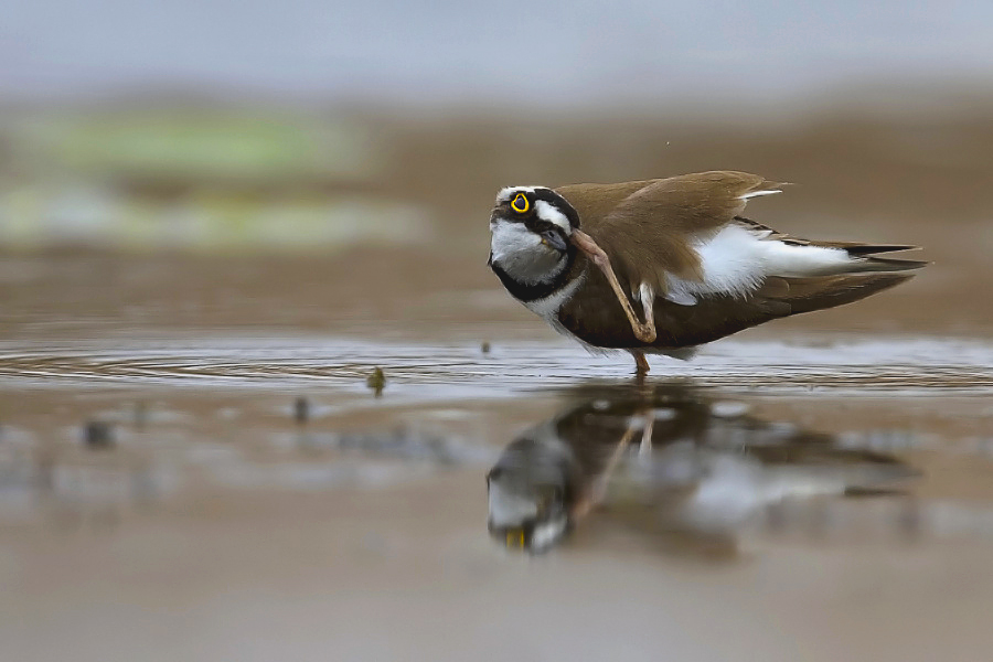 Halkalı küçük cılıbıt
