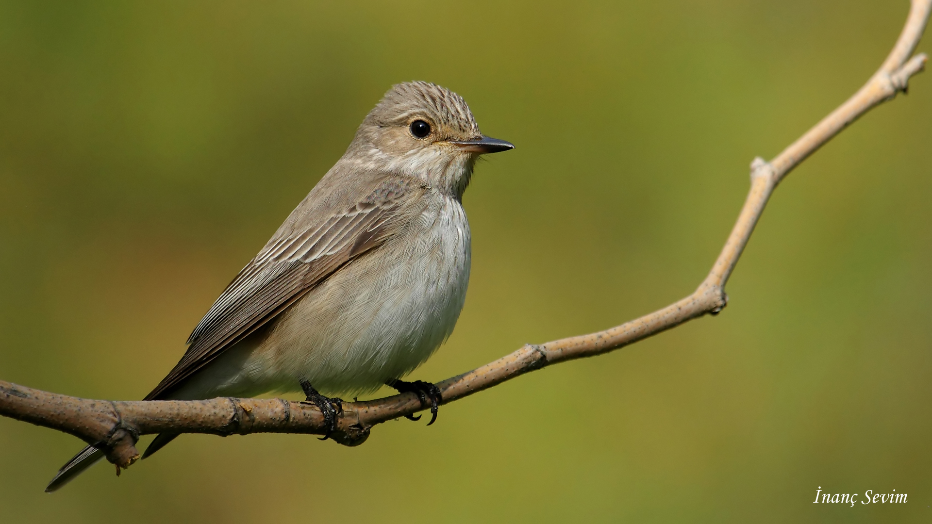 Benekli sinekkapan » Spotted Flycatcher » Muscicapa striata