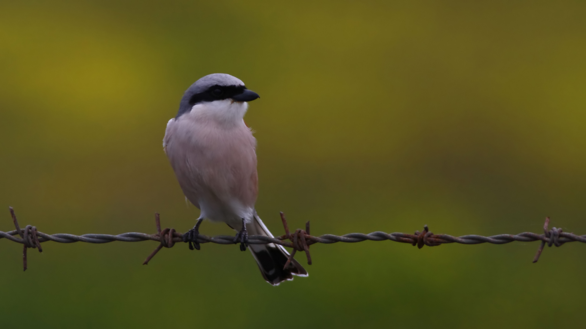 Kızılsırtlı örümcekkuşu