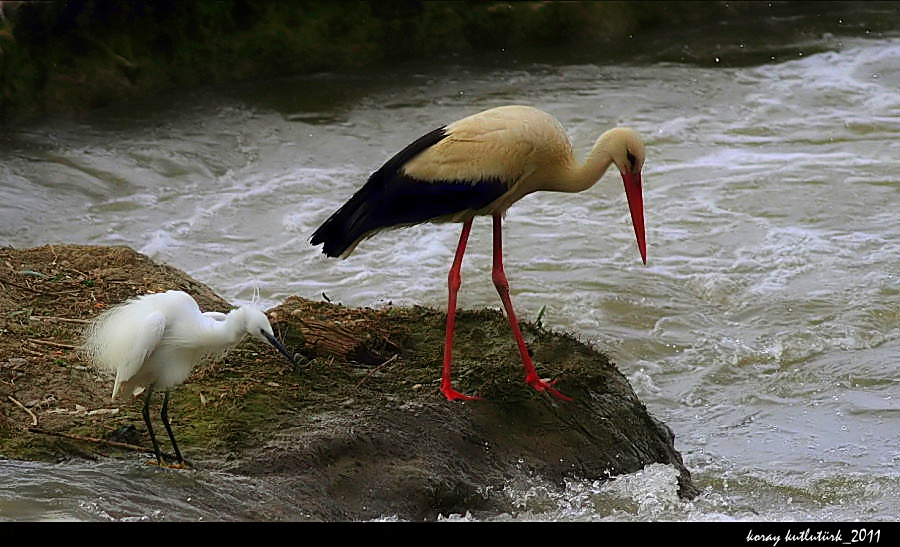 Küçük ak balıkçıl