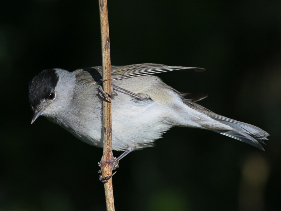 Karabaşlı ötleğen