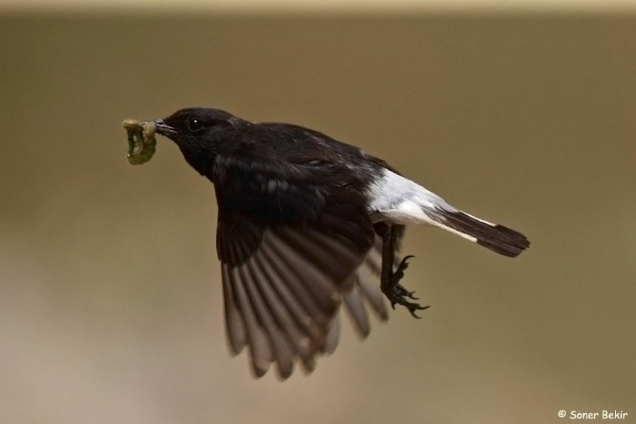 Karasırtlı kuyrukkakan