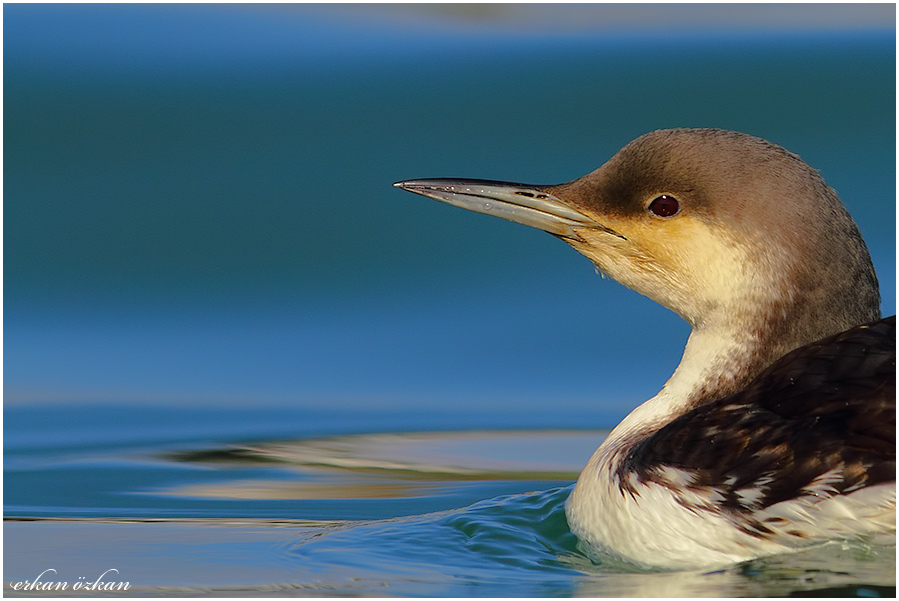 Karagerdanlı dalgıç