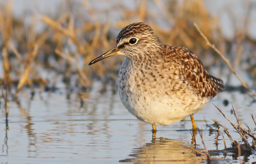 Orman düdükçünü