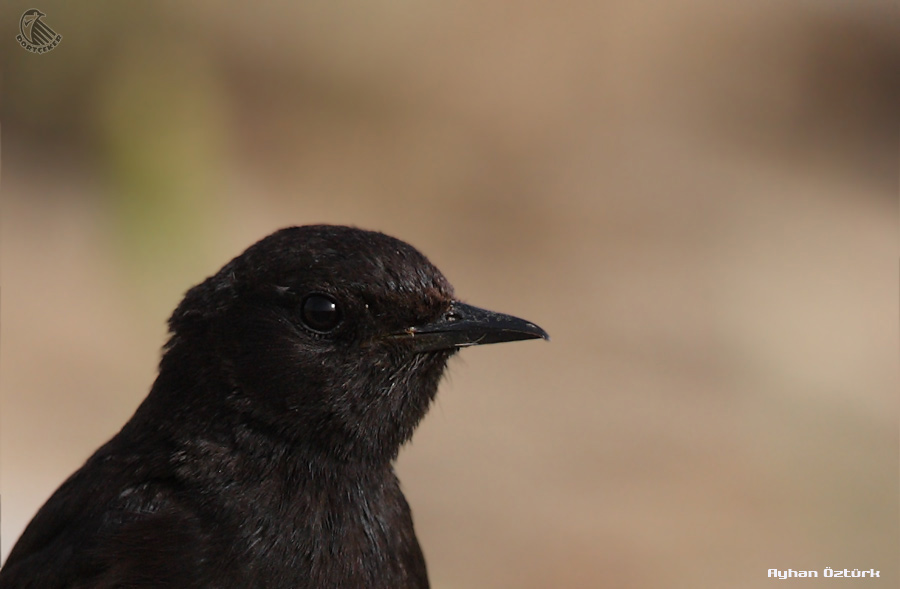 Karasırtlı kuyrukkakan