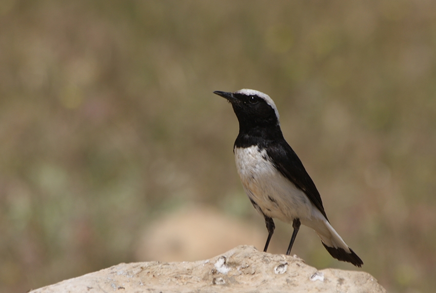 Aksırtlı kuyrukkakan
