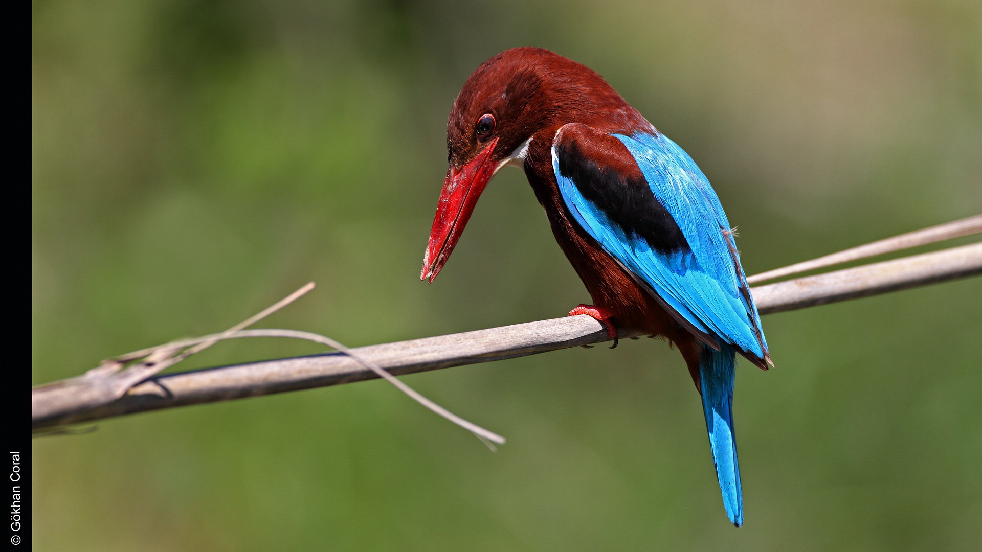 İzmir yalıçapkını