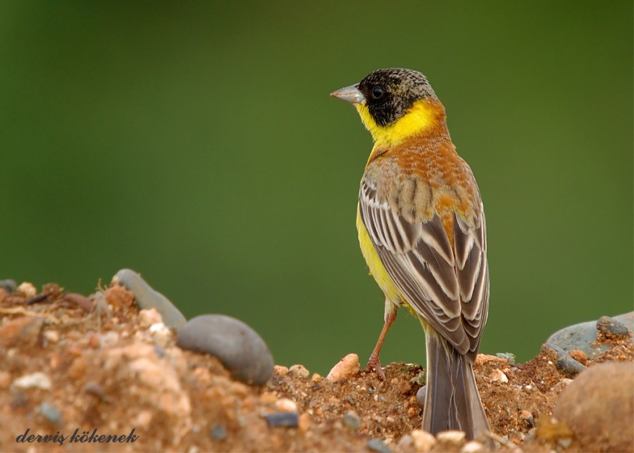 Karabaşlı kirazkuşu