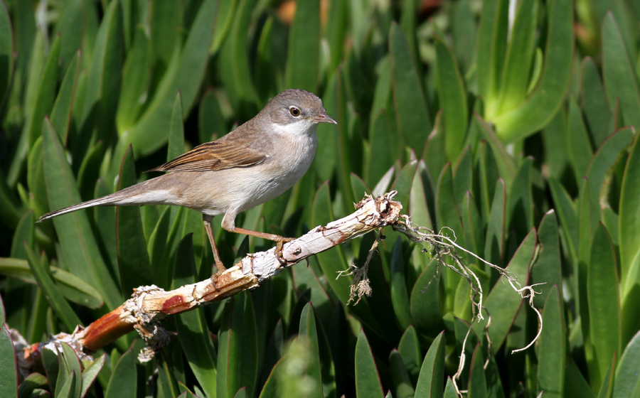 Akgerdanlı ötleğen