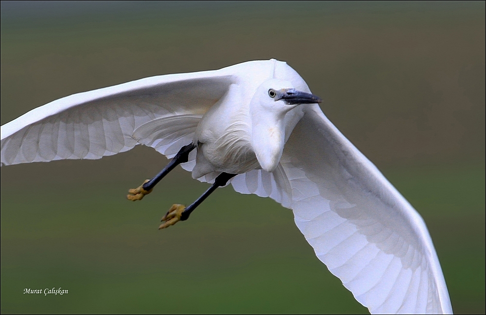 Küçük ak balıkçıl