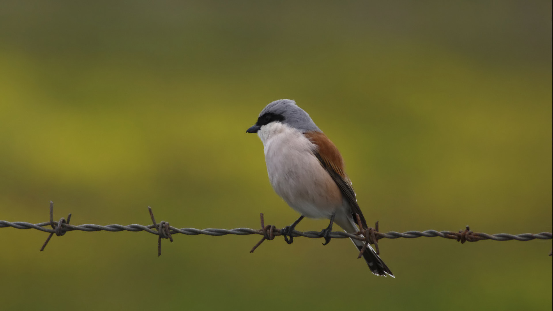 Kızılsırtlı örümcekkuşu » Red-backed Shrike » Lanius collurio