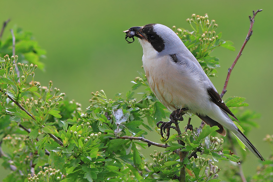 Karaalınlı örümcekkuşu