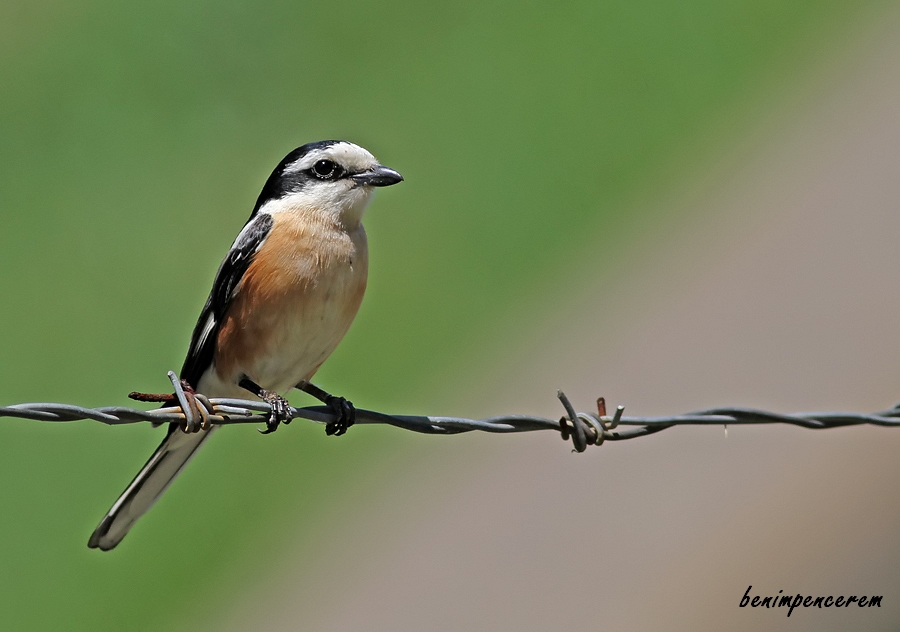 Maskeli örümcekkuşu
