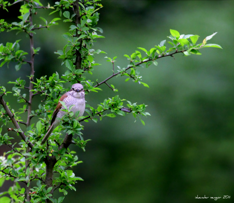 Kızılsırtlı örümcekkuşu
