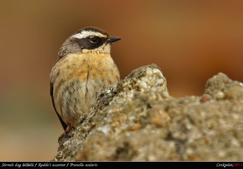 Sürmeli dağbülbülü