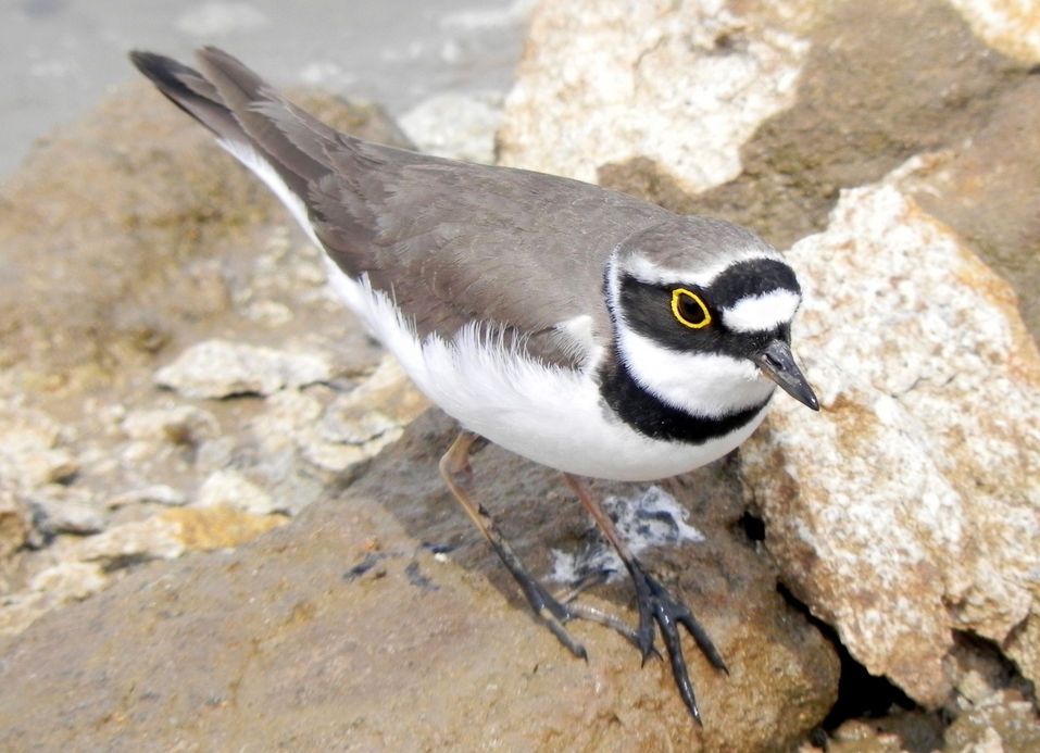 Halkalı küçük cılıbıt