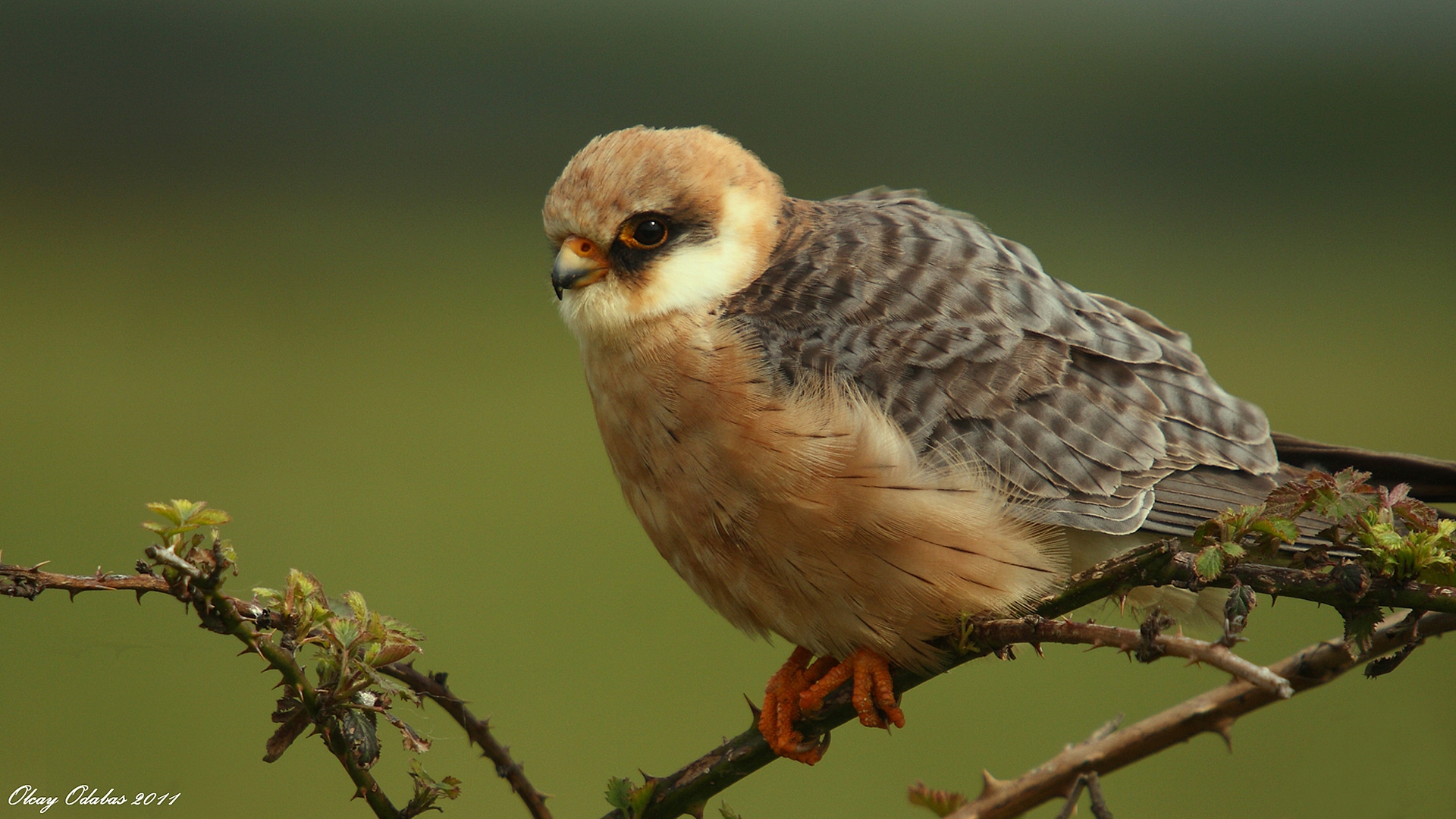 Ala doğan » Red-footed Falcon » Falco vespertinus