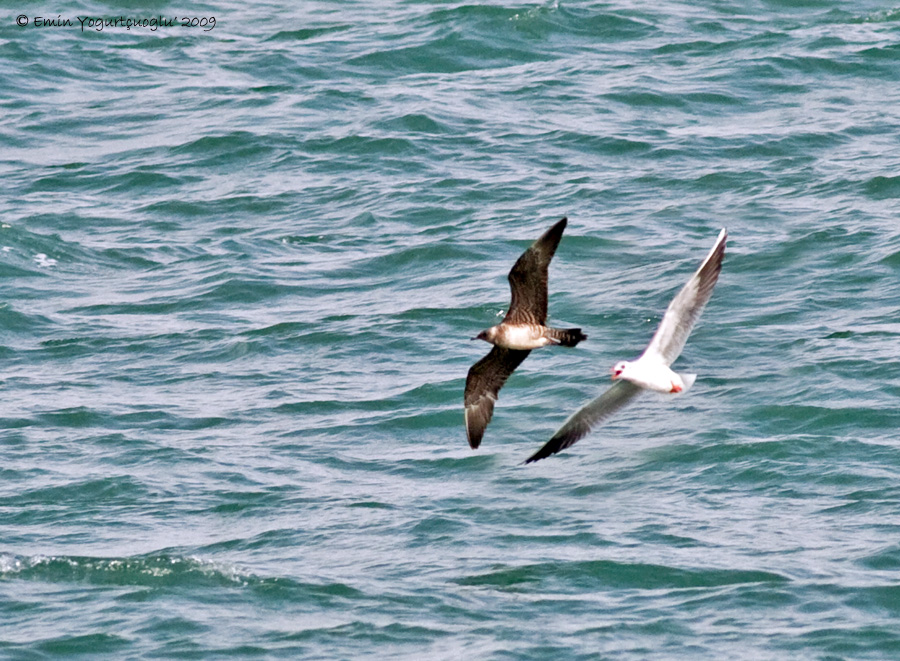Uzunkuyruklu korsanmartı