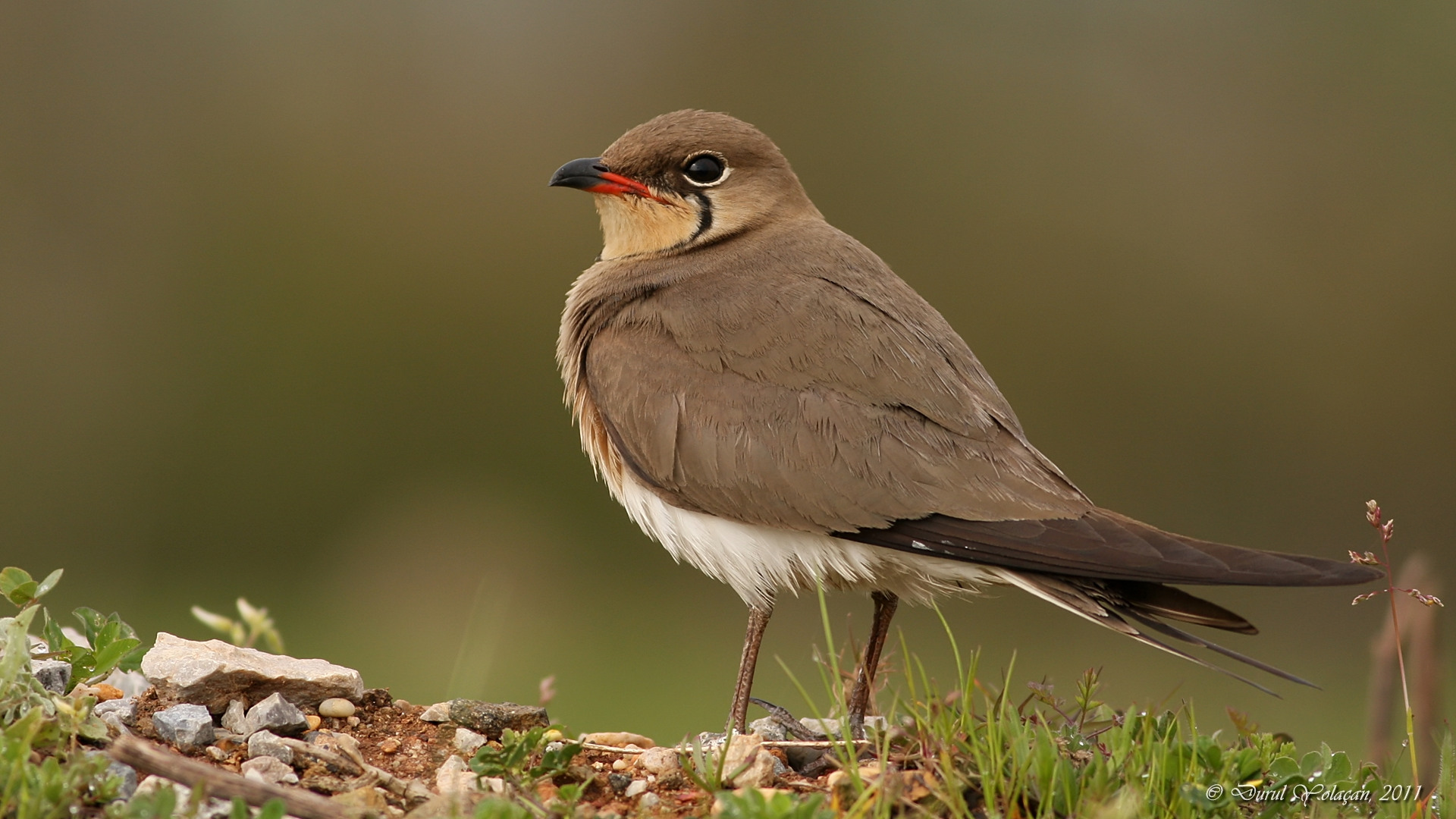 Bataklıkkırlangıcı » Collared Pratincole » Glareola pratincola
