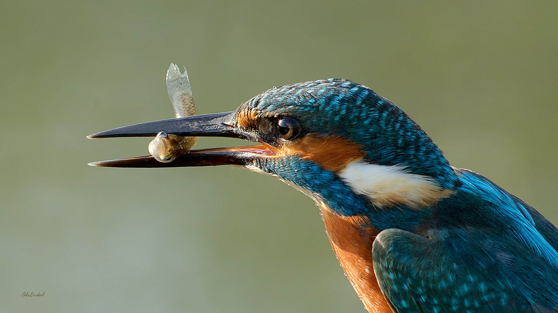 Yalıçapkını » Common Kingfisher » Alcedo atthis