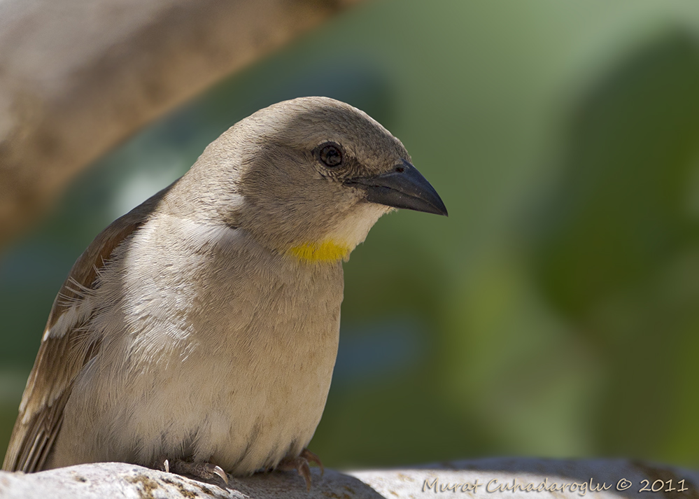 Sarıboğazlı serçe