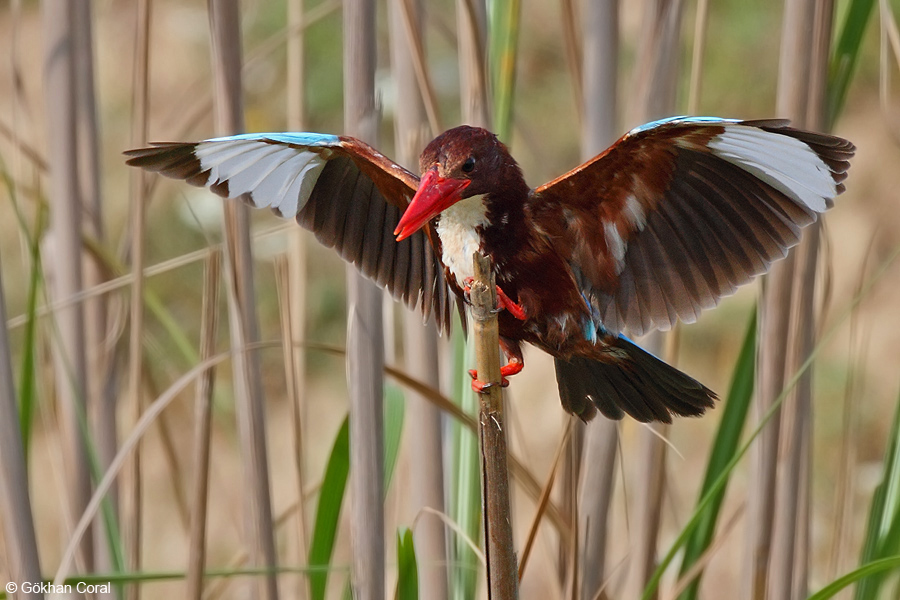 İzmir yalıçapkını