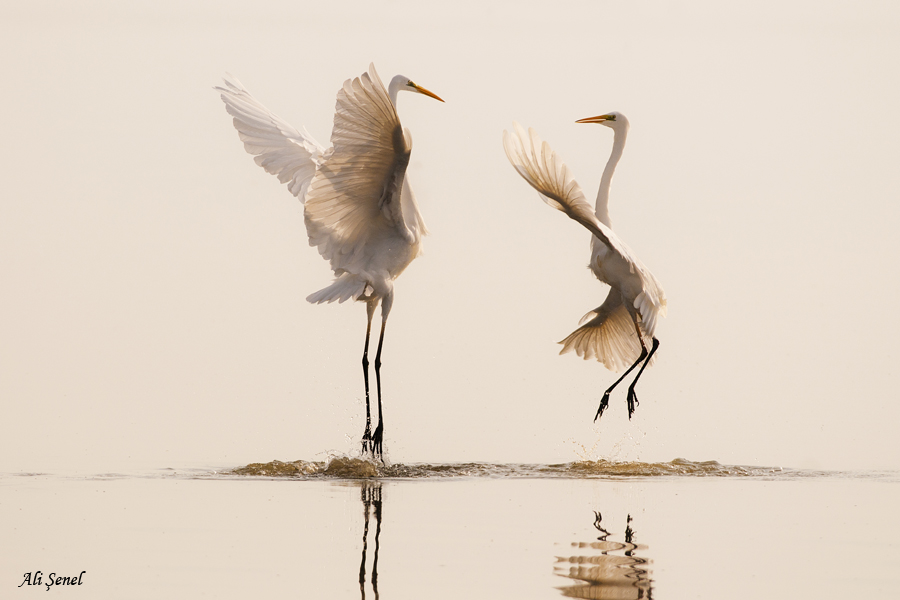 Büyük ak balıkçıl