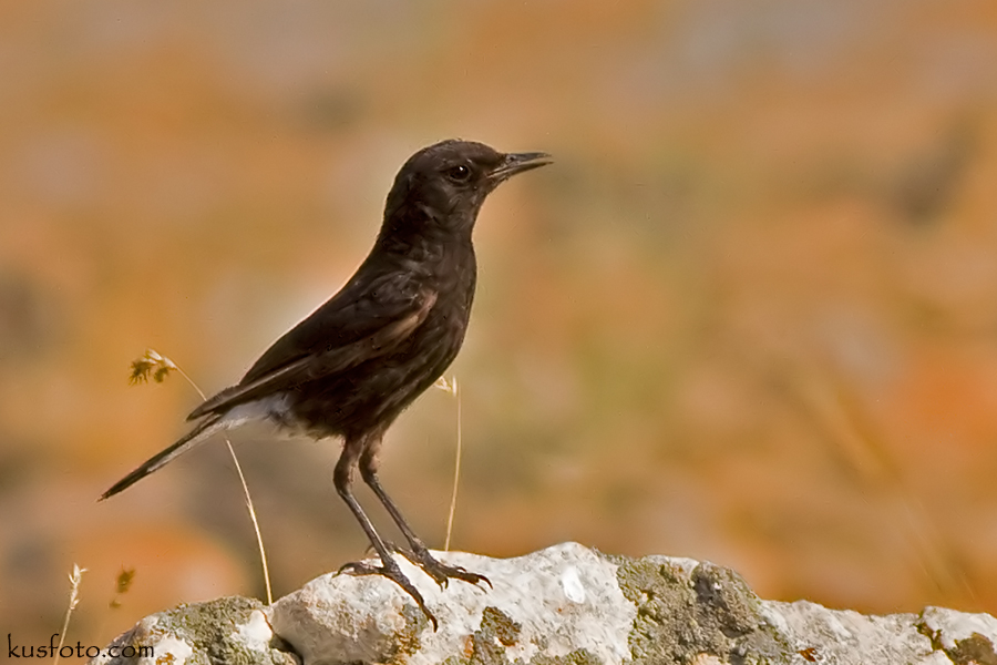 Karasırtlı kuyrukkakan