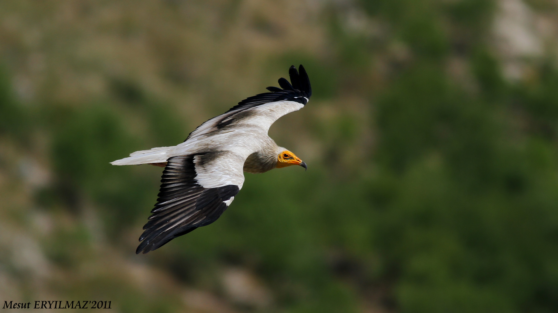Küçük akbaba » Egyptian Vulture » Neophron percnopterus