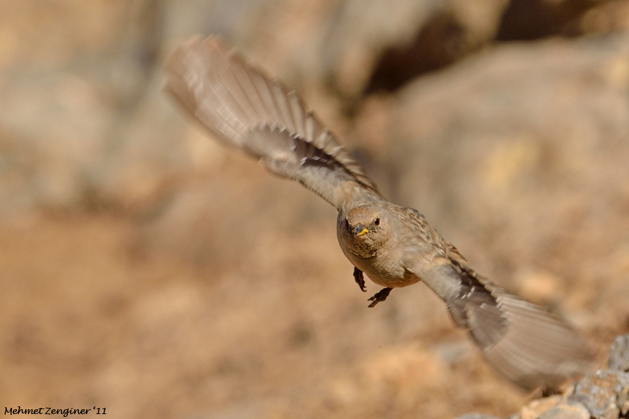 Büyük dağbülbülü