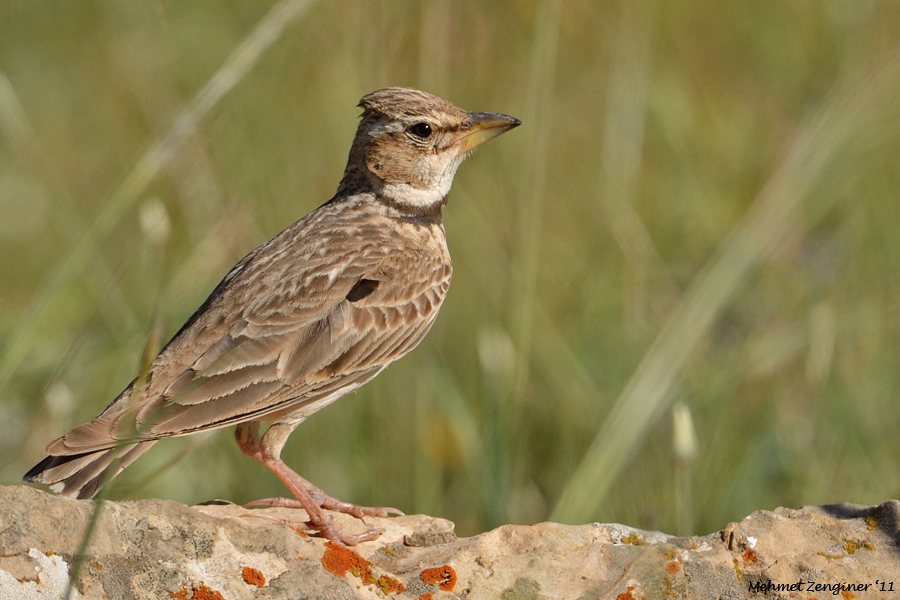 Küçük boğmaklı toygar