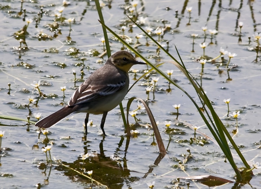 Sarıbaşlı kuyruksallayan