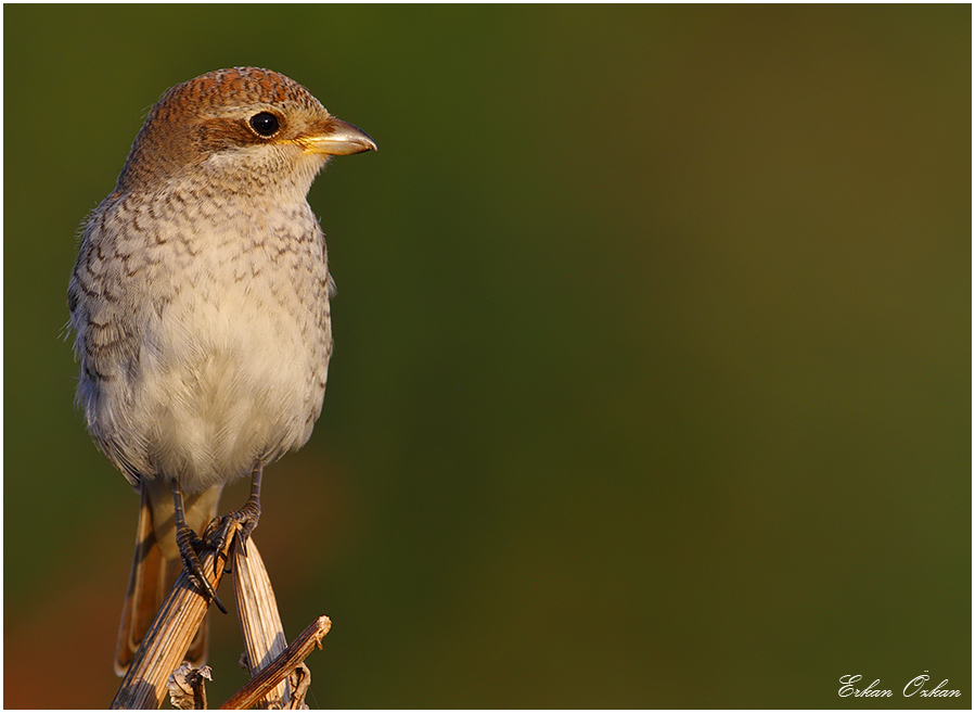 Kızılsırtlı örümcekkuşu