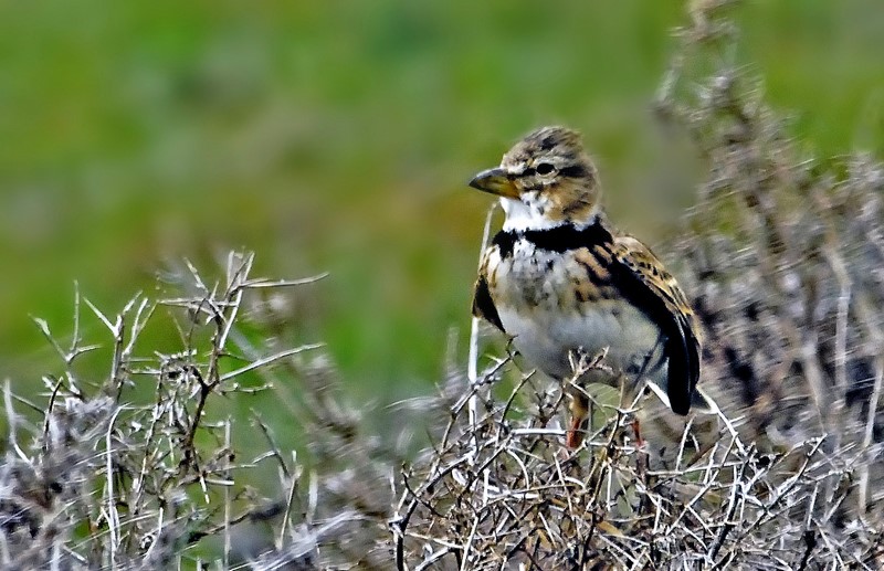 Küçük boğmaklı toygar