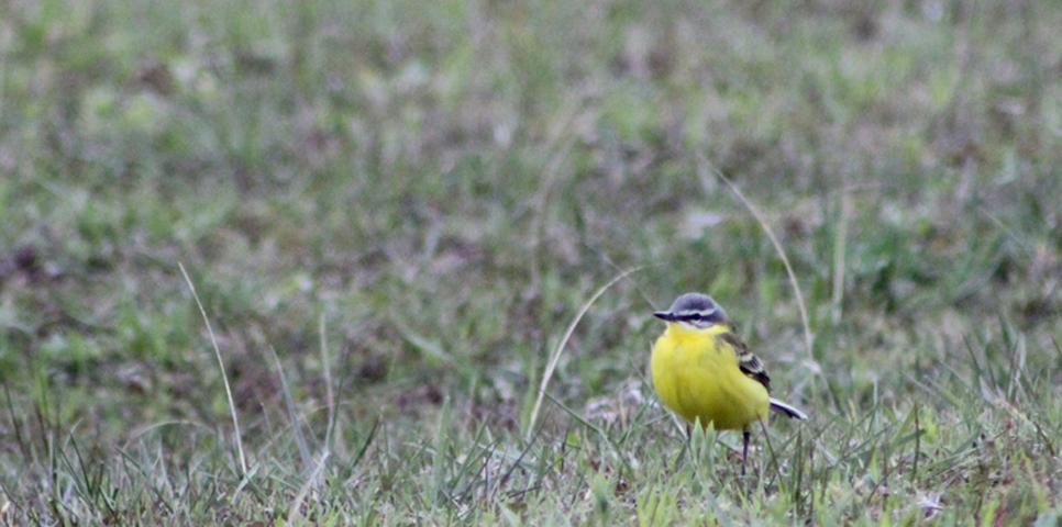 Sarı kuyruksallayan