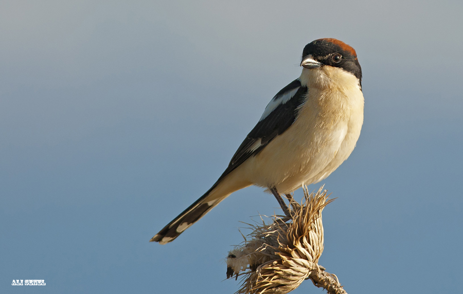 Kızılbaşlı örümcekkuşu